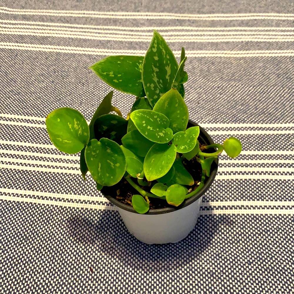 Satin Pothos (Scindapsus Pictus) in 4” Pot